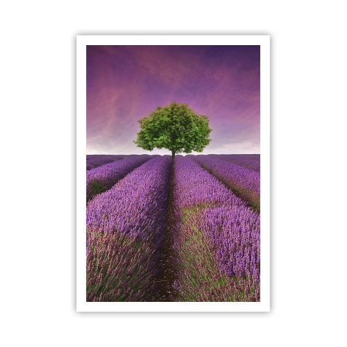 Plakat - Na lawendowych polach - 70x100 cm