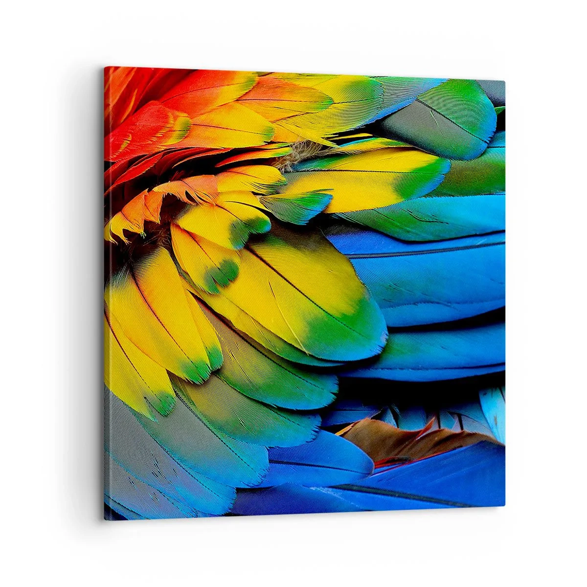 Obraz na płótnie - Rajski ptak - 60x60 cm