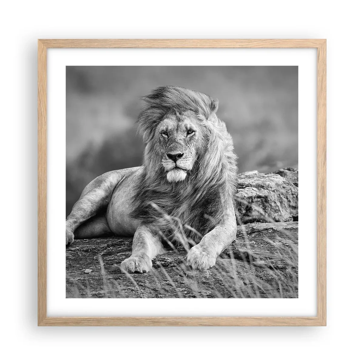 Plakat w ramie jasny dąb - Królewska sjesta - 50x50 cm