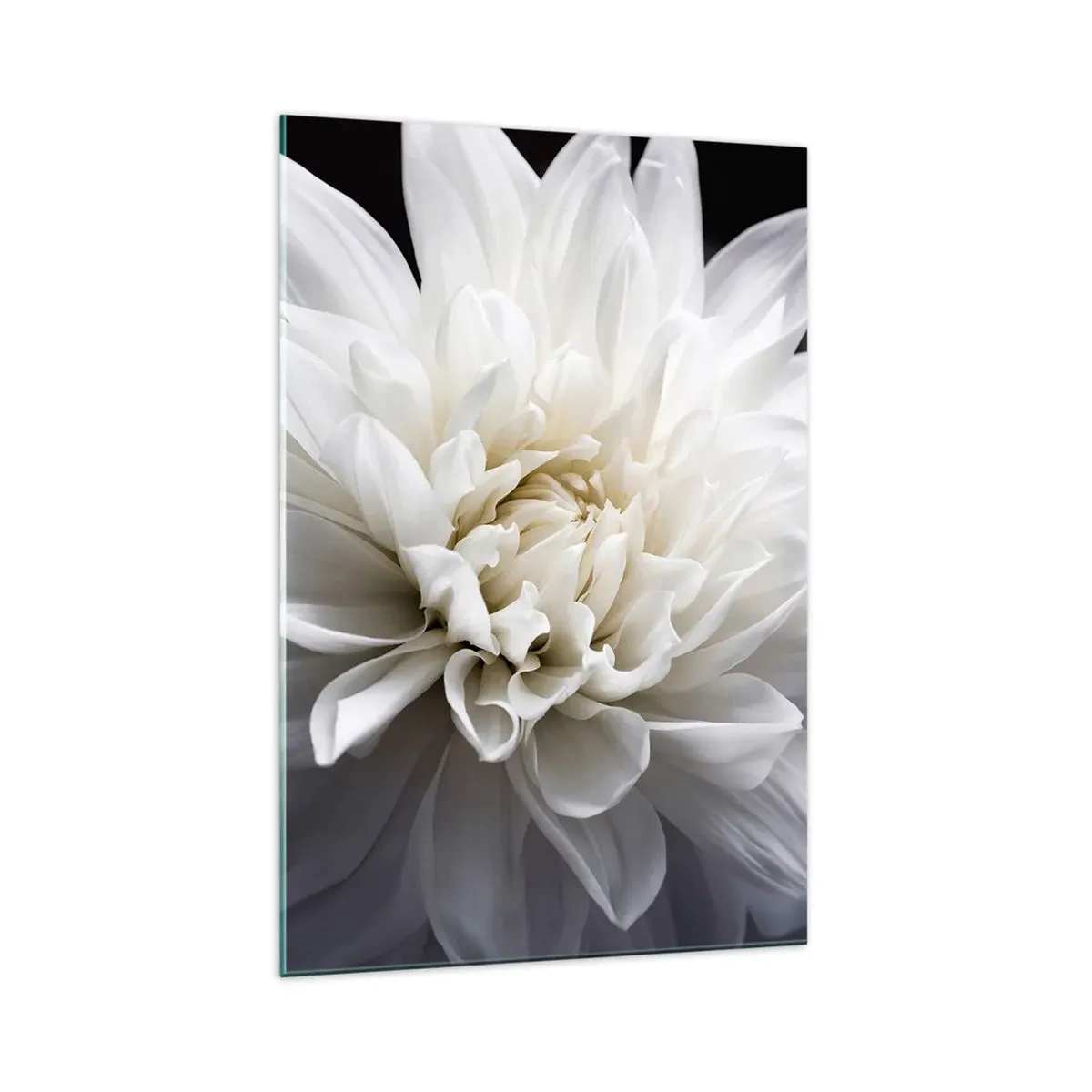 Obraz na szkle - Delikatny biały kwiat na czarnym tle w eleganckiej kompozycji - 70x100cm - Poranek Panny Młodej - Nowoczesna dekoracja ścienna do salonu i sypialni ARTTOR