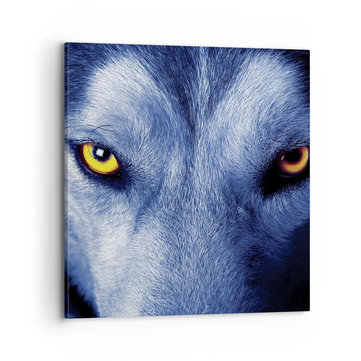 Obraz na płótnie - Hipnotyzujące spojrzenie - 70x70 cm