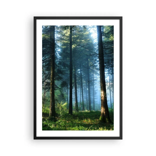 Plakat w czarnej ramie - Las iglasty w świetle porannego słońca i lekkiej mgle - 50x70cm - Rozpromieniony o poranku - Nowoczesna dekoracja ścienna do salonu i sypialni ARTTOR