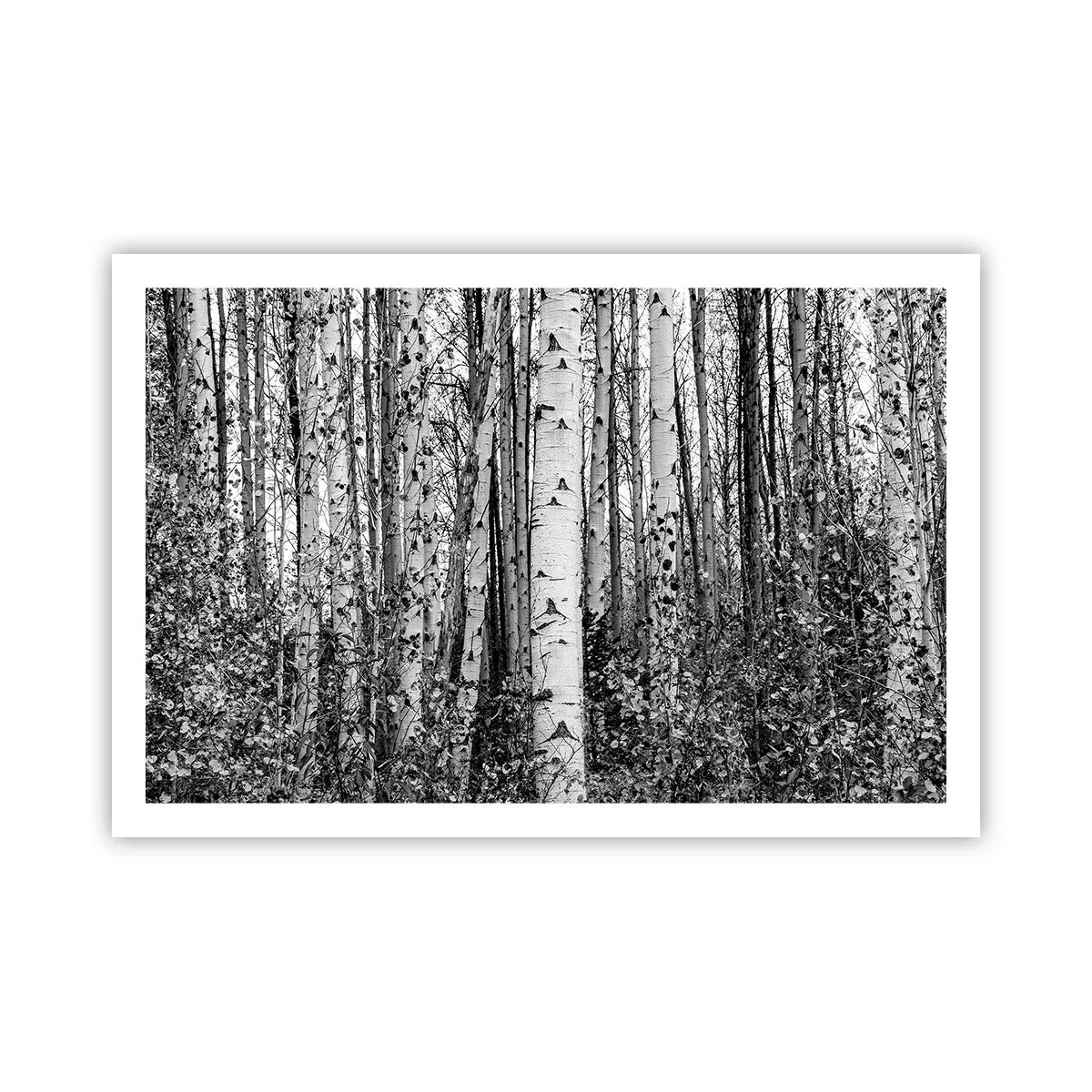 Plakat - Brzozowa kolumnada - 91x61 cm