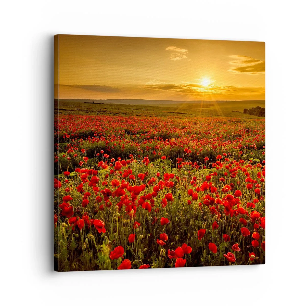 Obraz na płótnie - Wśród fali łąk szumiących, wśród kwiatów powodzi - 30x30 cm