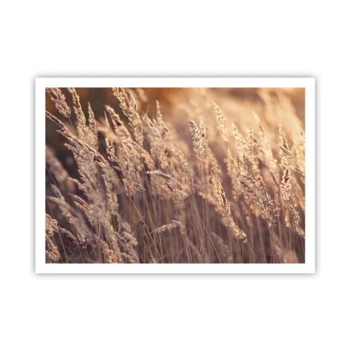 Plakat - Złociste trawy na tle zachodzącego słońca - 100x70cm - Gotowe na powitanie jesieni - Nowoczesna dekoracja ścienna do salonu i sypialni ARTTOR