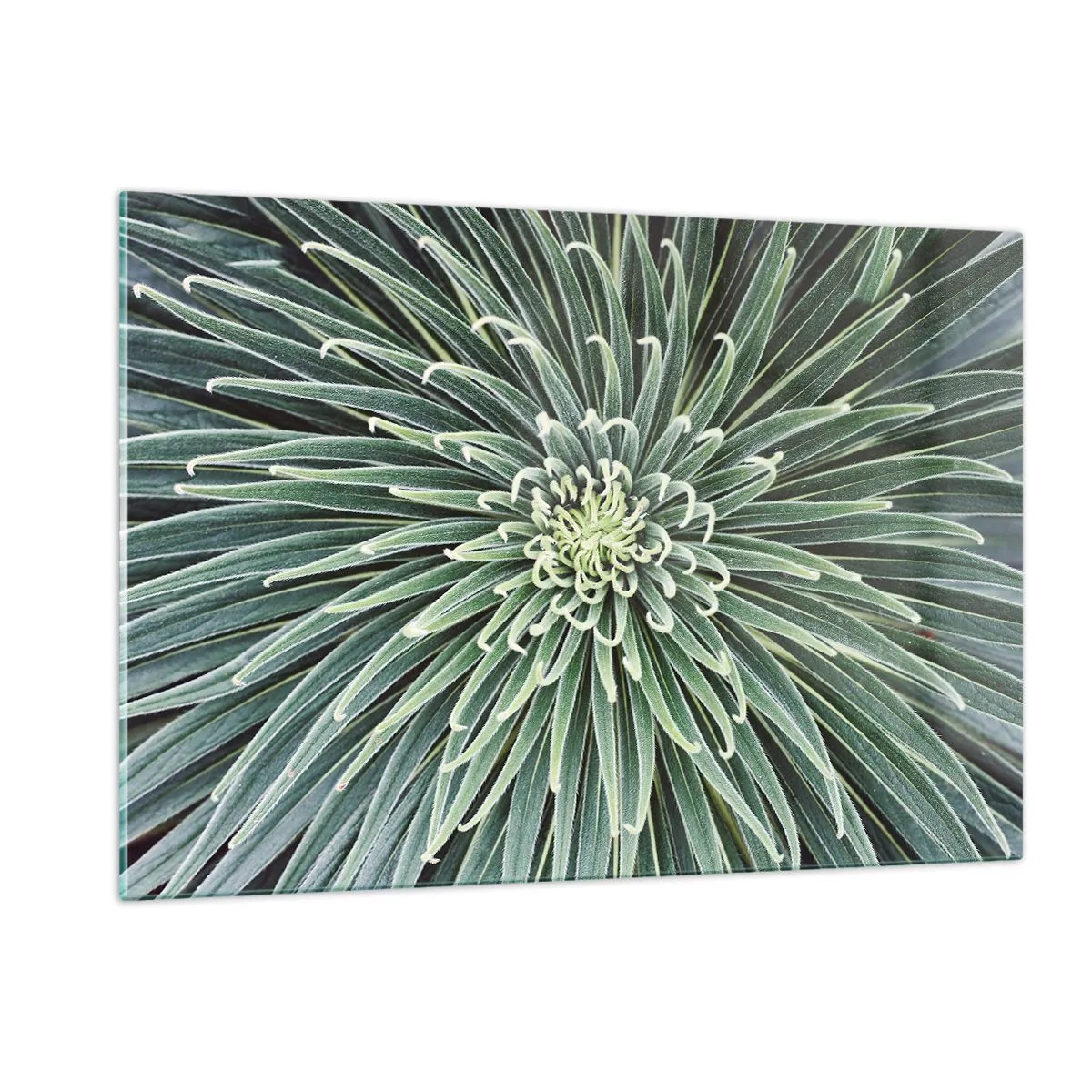 Obraz na szkle - Symetryczna rozeta zielonych liści w makrofotografii - 120x80cm - Narodziny gwiazdy - Nowoczesna dekoracja ścienna do salonu, kuchni i sypialni ARTTOR