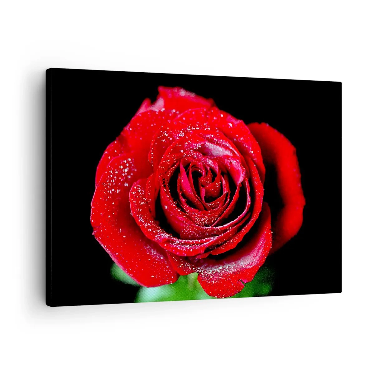 Obraz na płótnie - Czerwona róża pokryta kroplami rosy na czarnym tle. - 70x50cm - To właśnie miłość - Nowoczesna dekoracja ścienna do salonu i sypialni ARTTOR