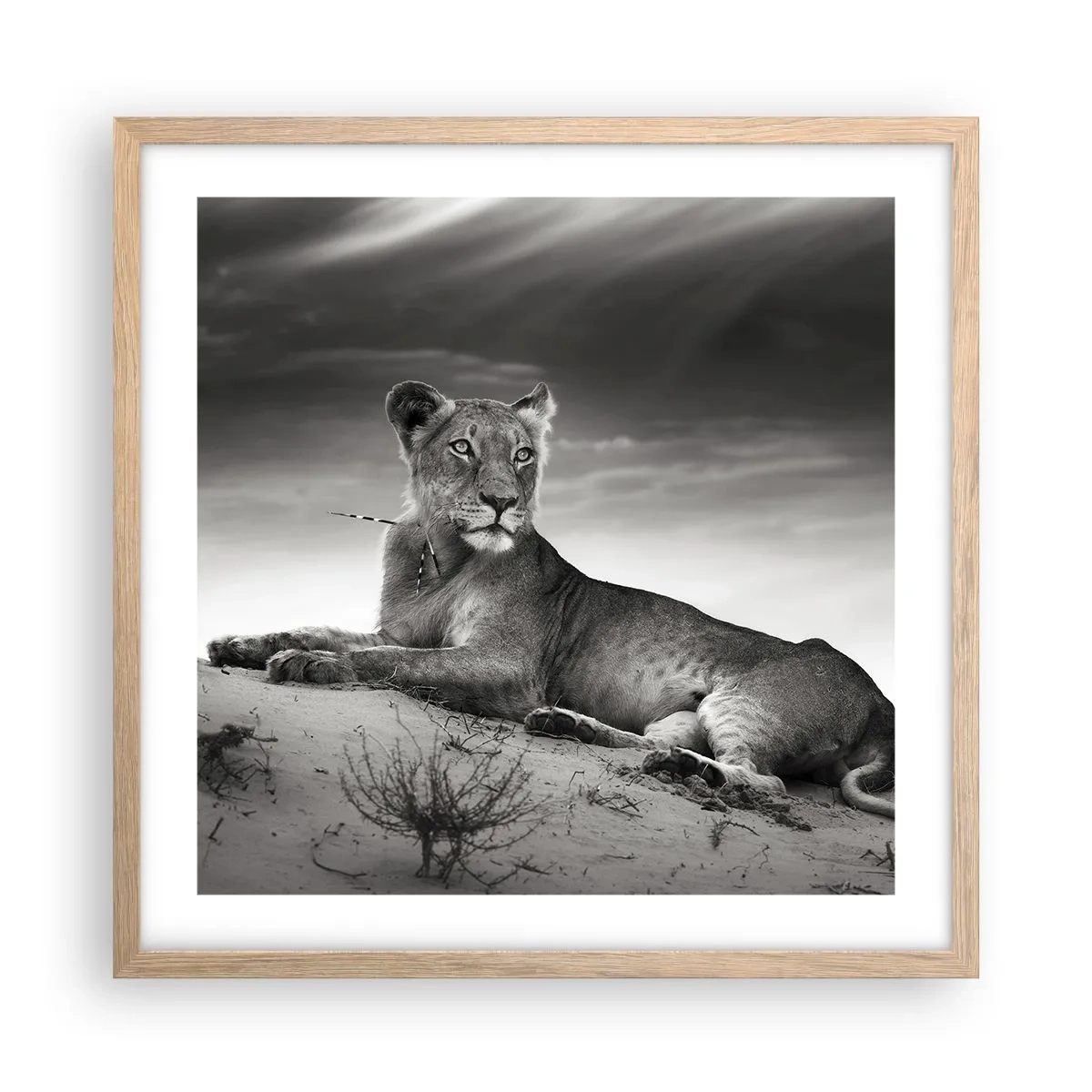 Plakat w ramie jasny dąb - Odpoczynek królowej pustyni - 50x50 cm