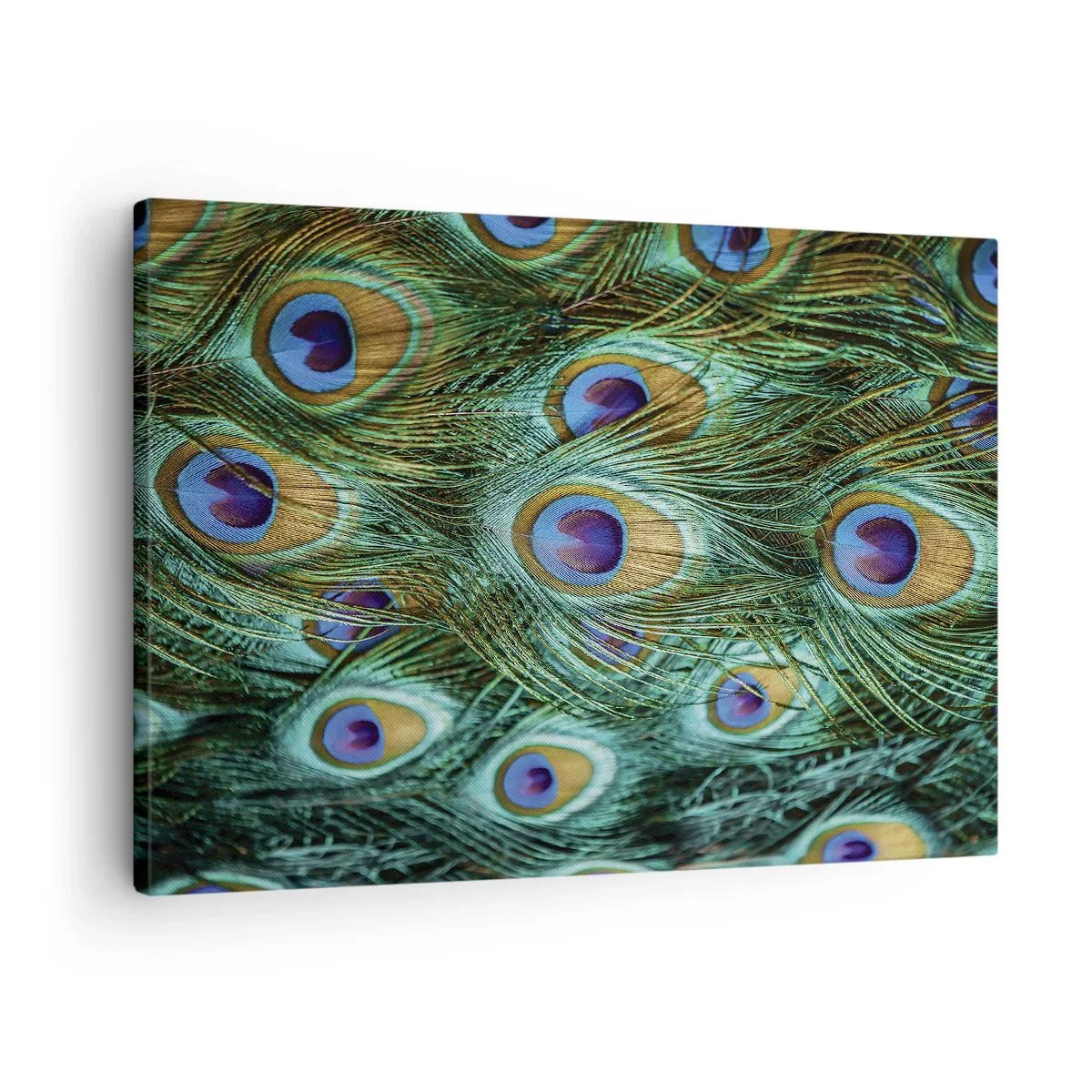 Obraz na płótnie - Detale pawich piór w soczystych kolorach - 70x50cm - Pawiookie spojrzenie - Nowoczesna dekoracja ścienna do salonu i sypialni ARTTOR