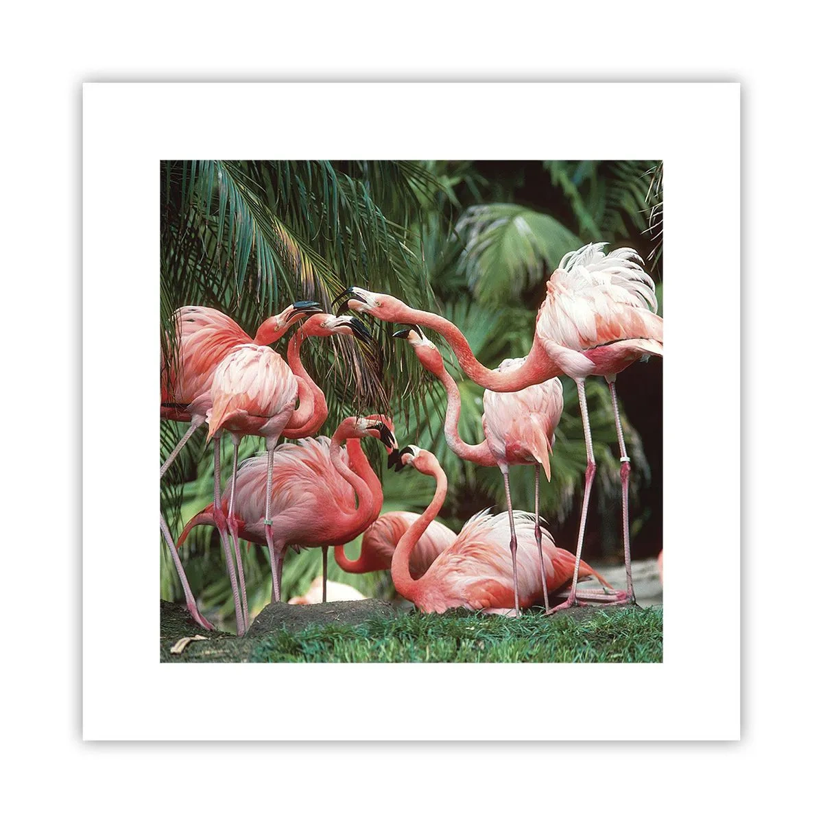 Plakat - Popołudniowe ploteczki - 30x30 cm