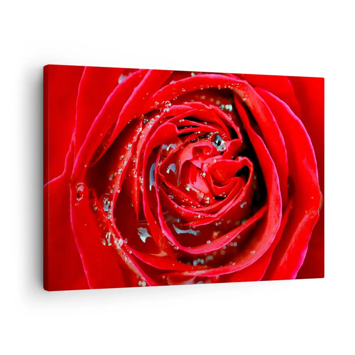 Obraz na płótnie - Czerwona róża w zbliżeniu z kroplami wody na płatkach - 70x50cm - W kroplach rosy - Nowoczesna dekoracja ścienna do salonu i sypialni ARTTOR
