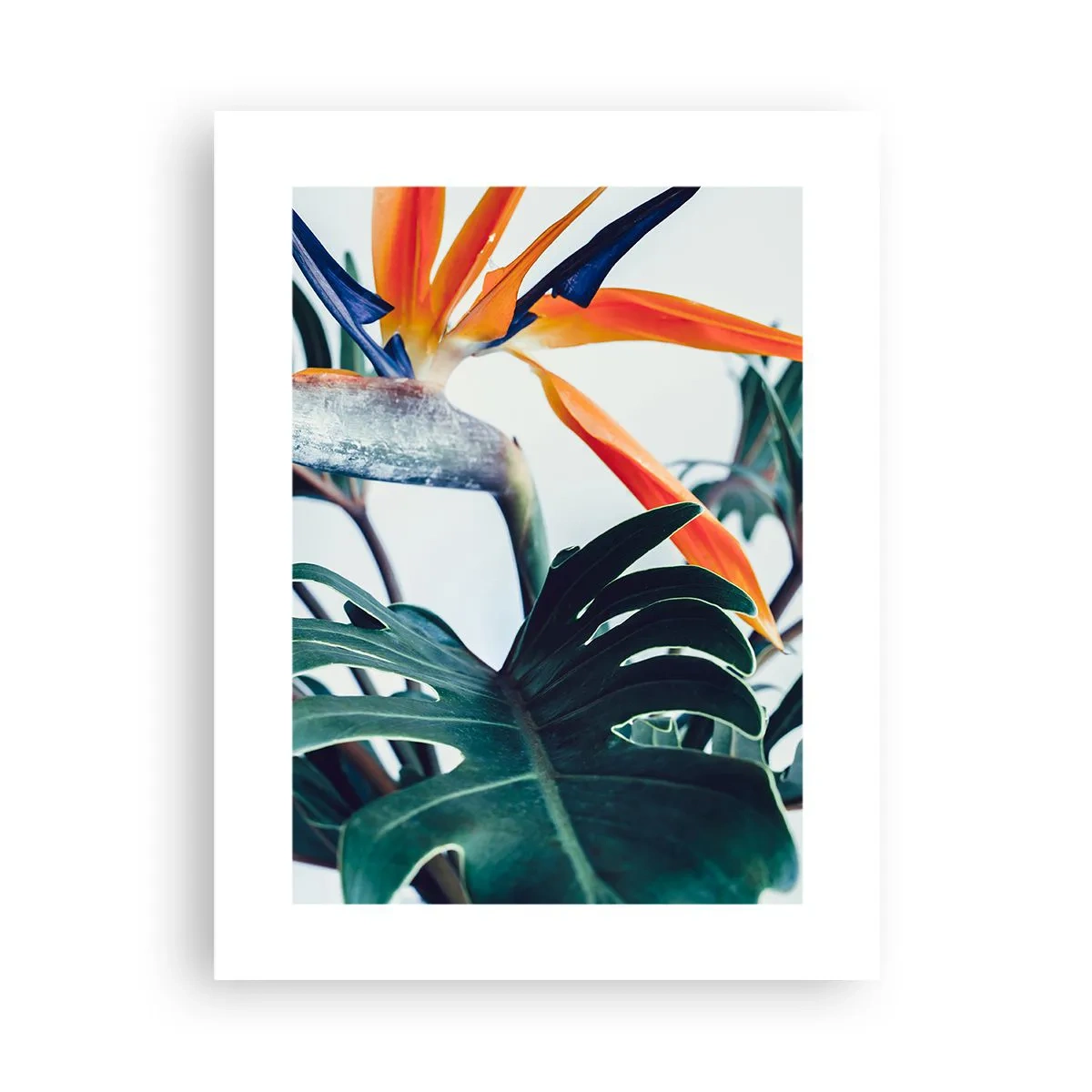 Plakat - Ptakokrzak - 30x40 cm