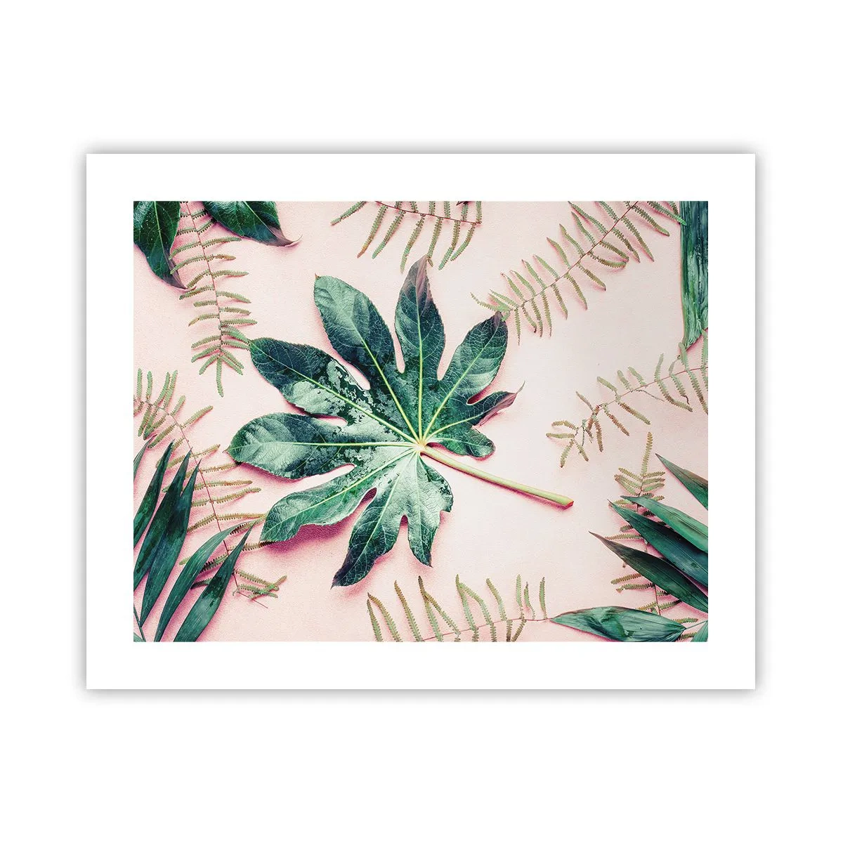 Plakat - Studium zieleni na różowym tle - 50x40 cm