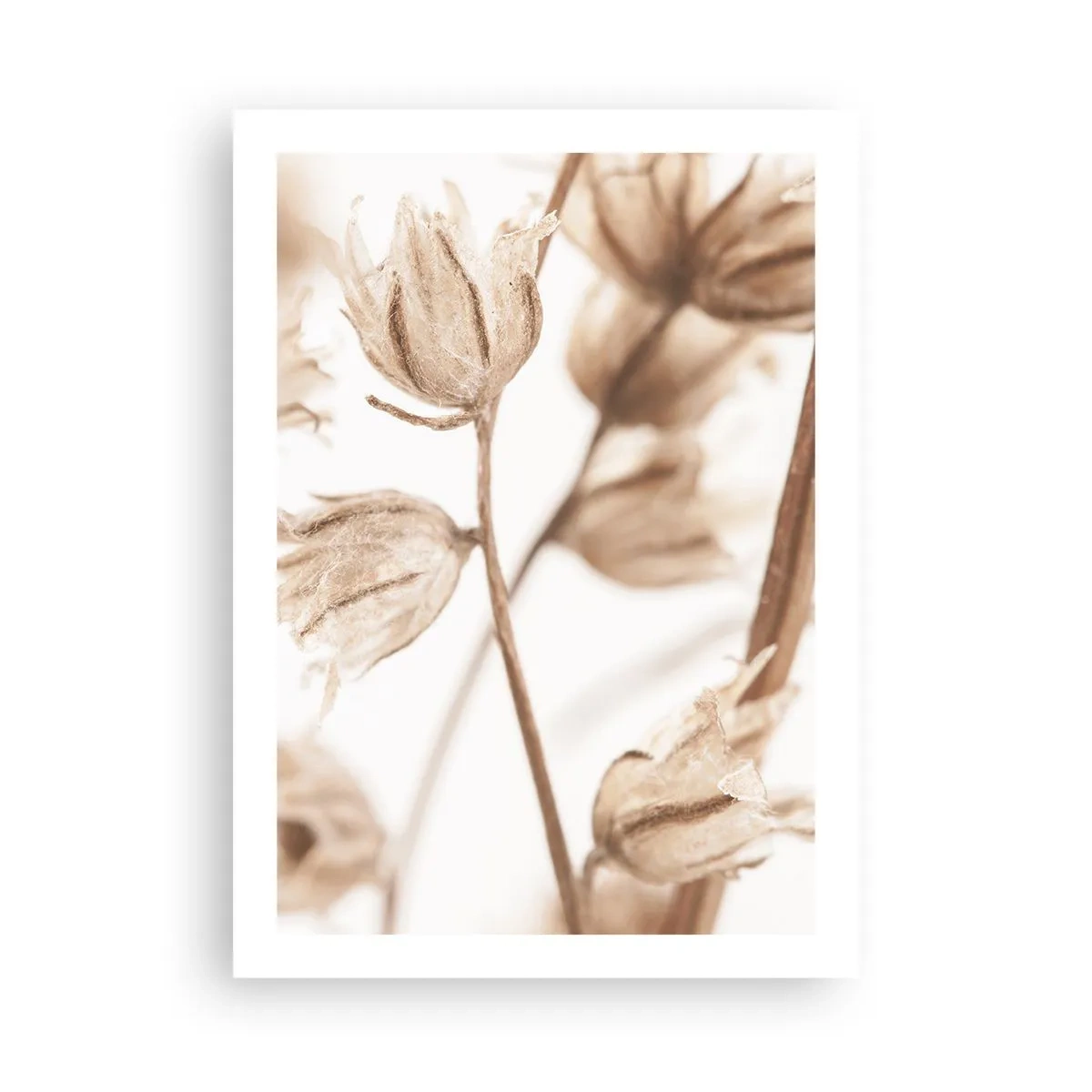 Plakat - Suszone rośliny w sepii na jasnym tle - 50x70cm - Dzwonią na koniec lata - Nowoczesna dekoracja ścienna do salonu, kuchni i sypialni ARTTOR