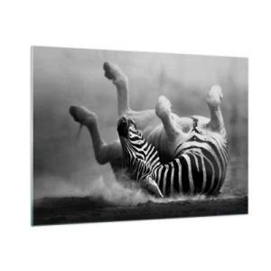 Obraz na szkle - Zebra w leżącej pozie na afrykańskiej sawannie - 100x70cm - Nie tylko koń by się uśmiał - Nowoczesna dekoracja ścienna do salonu, kuchni i sypialni ARTTOR