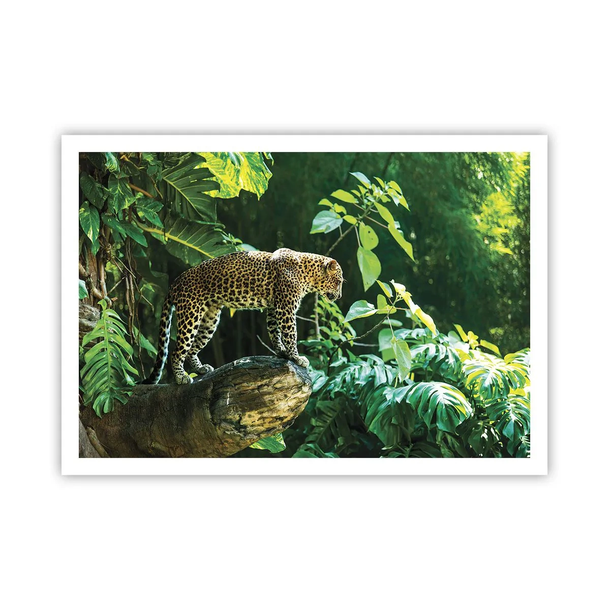 Plakat - Lampart stojący na skale otoczony tropikalną roślinnością - 100x70cm - Na łowy? - Nowoczesna dekoracja ścienna do salonu i sypialni ARTTOR