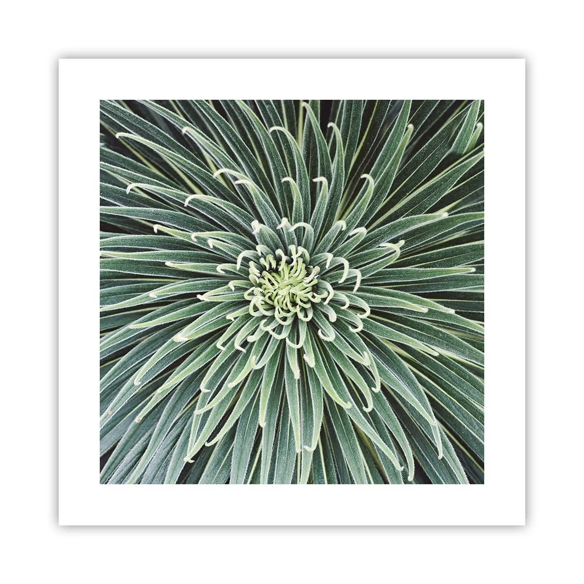 Plakat - Narodziny gwiazdy - 40x40 cm