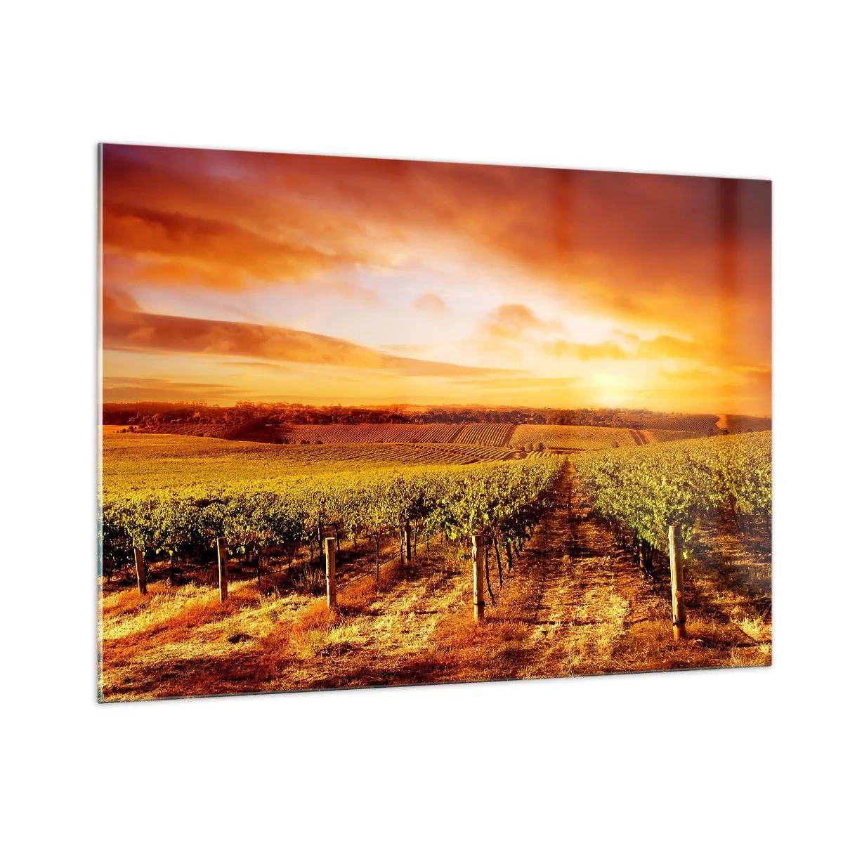 Obraz na szkle - Winorośla na polu o zachodzie słońca - 100x70cm - Delikatnie owocowe z nutą słońca - Nowoczesna dekoracja ścienna do salonu, kuchni i sypialni ARTTOR
