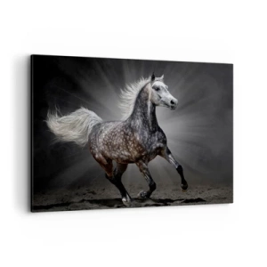 Obraz na płótnie - Biały koń w galopie na ciemnym tle - 100x70cm - Szare jest piękne - Nowoczesna dekoracja ścienna do salonu, kuchni i sypialni ARTTOR