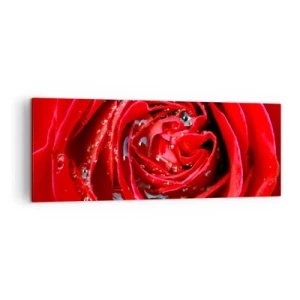 Obraz na płótnie - Czerwona róża w zbliżeniu z kroplami wody na płatkach - 140x50cm - W kroplach rosy - Nowoczesna dekoracja ścienna do salonu i sypialni ARTTOR