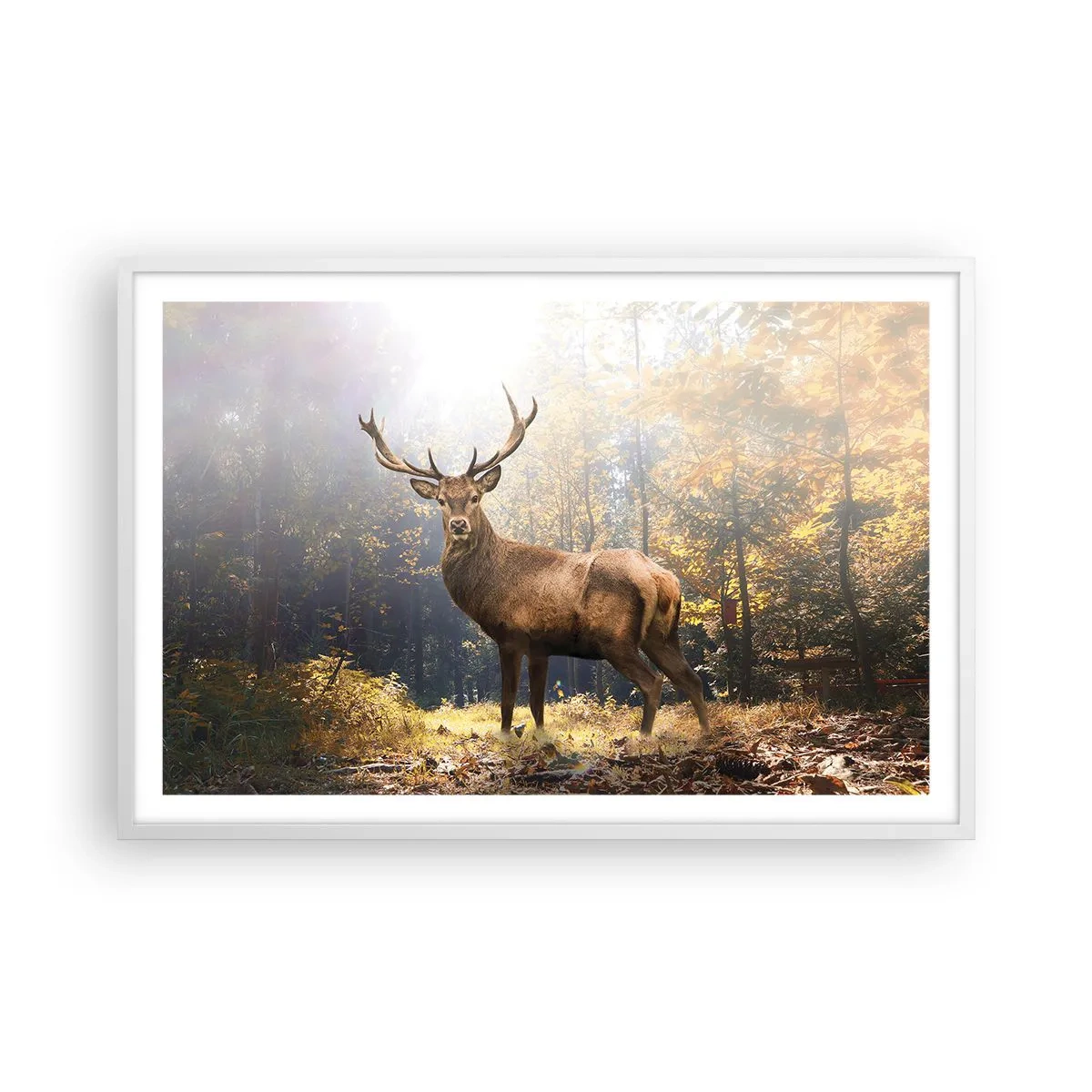 Plakat w białej ramie - W pełnym majestacie - 91x61 cm