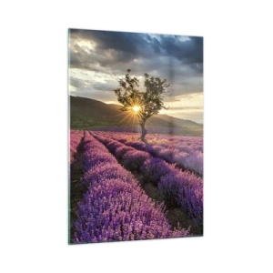 Obraz na szkle - Pole lawendy z samotnym drzewem w promieniach zachodzącego słońca - 50x70cm - Aromat w kolorze lila - Nowoczesna dekoracja ścienna do salonu, kuchni i sypialni ARTTOR