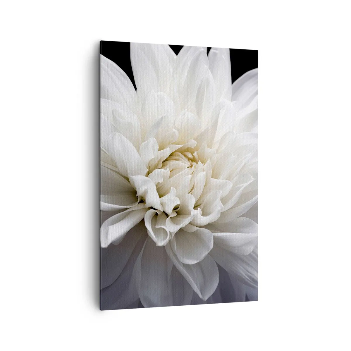 Obraz na płótnie - Delikatny biały kwiat na czarnym tle w eleganckiej kompozycji - 80x120cm - Poranek Panny Młodej - Nowoczesna dekoracja ścienna do salonu i sypialni ARTTOR