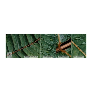 Fototapeta Próbka Samoprzylepna Deluxe Sticker - W zielonym rytmie - Zielone Liście, Roślina Tropikalna, Sztuka - 100x30 cm