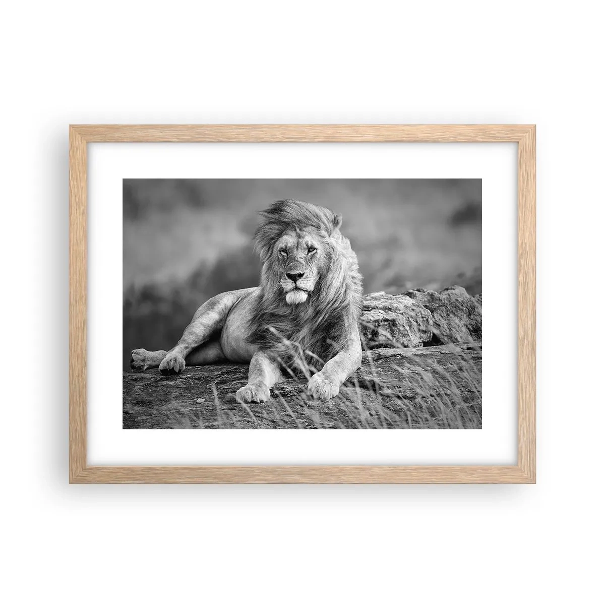 Plakat w ramie jasny dąb - Królewska sjesta - 40x30 cm