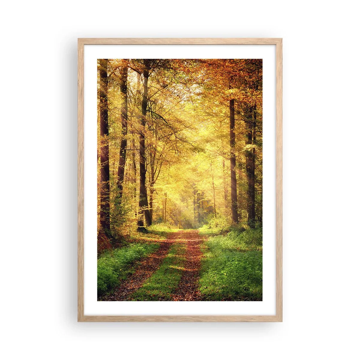 Plakat w ramie jasny dąb - Leśno-złota cisza - 50x70 cm