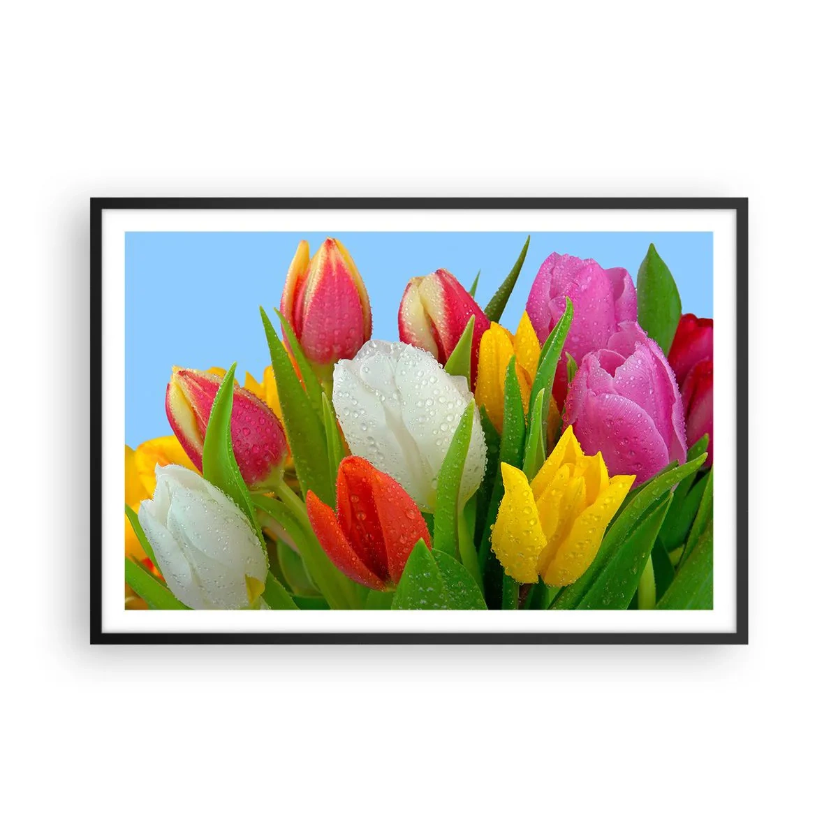 Plakat w czarnej ramie - Kwiatowa tęcza w kroplach rosy - 91x61 cm