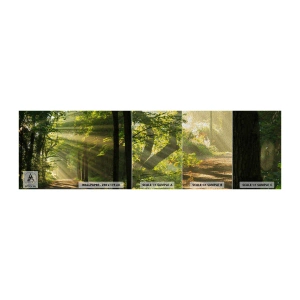 Fototapeta Próbka Premium Sand - Leśna chwila - Krajobraz, Las, Natura - 100x30 cm