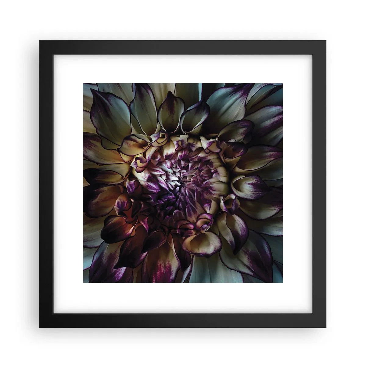 Plakat w czarnej ramie - Rozkwit młodości - 30x30 cm