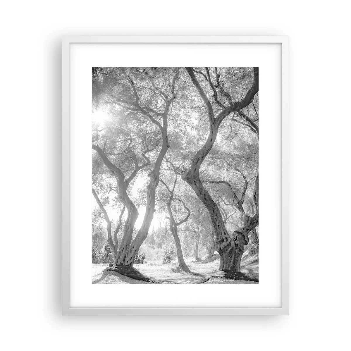Plakat w białej ramie - W oliwnym gaju - 40x50 cm