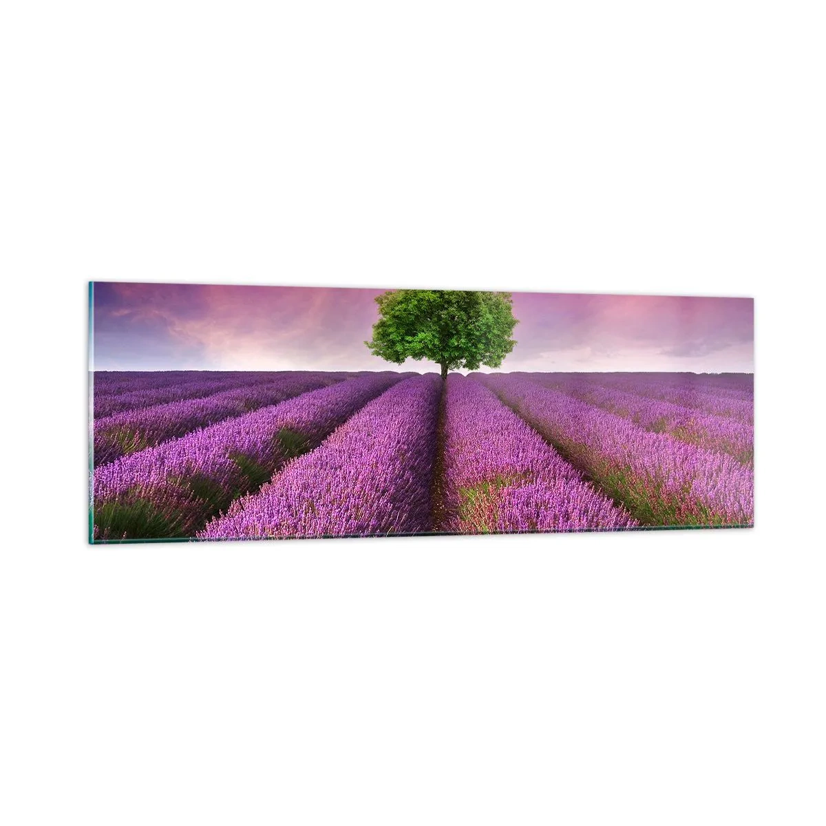 Obraz na szkle - Na lawendowych polach - 90x30 cm