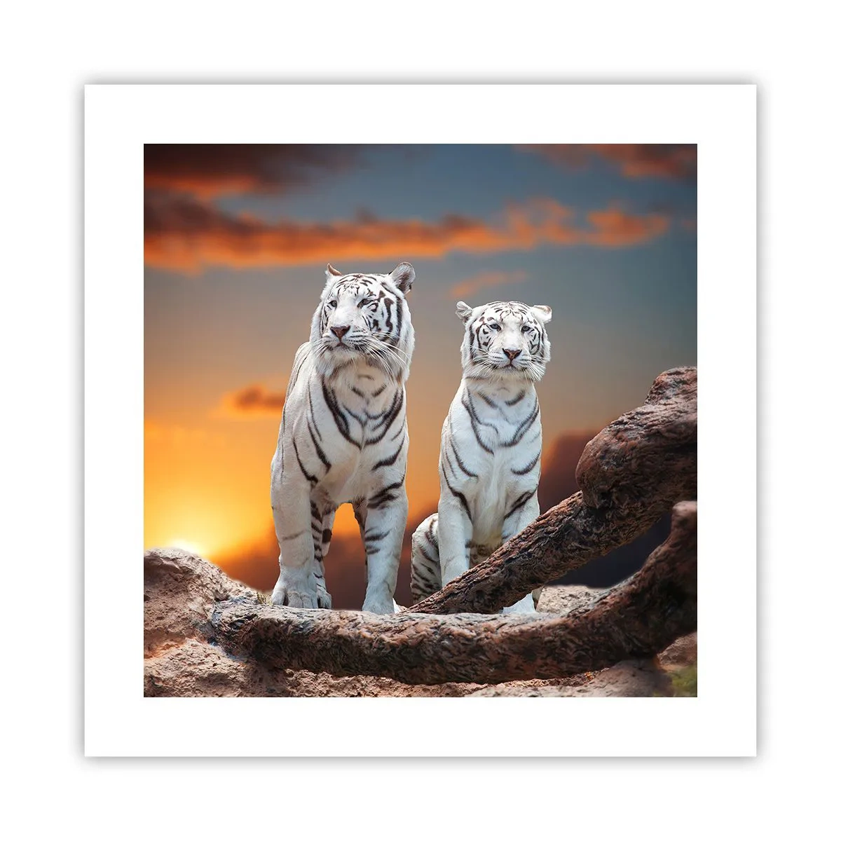 Plakat - Zupełnie jak w Narni - 40x40 cm