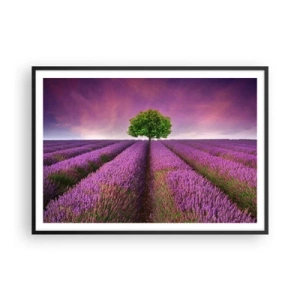 Plakat w czarnej ramie - Pole lawendy z samotnym drzewem i fioletowym niebem - 100x70cm - Na lawendowych polach - Nowoczesna dekoracja ścienna do salonu i sypialni ARTTOR