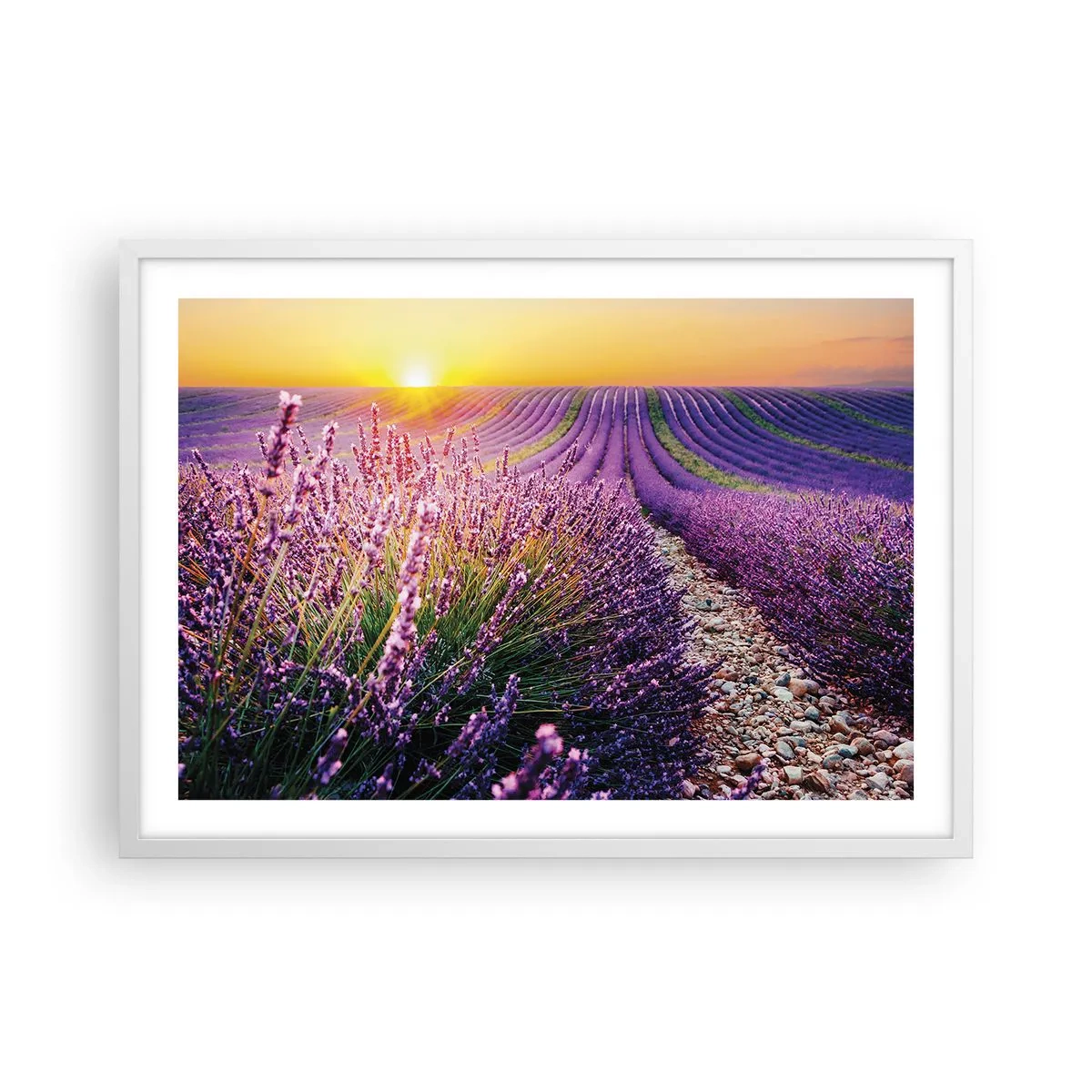 Plakat w białej ramie - Pachnący łan - 70x50 cm