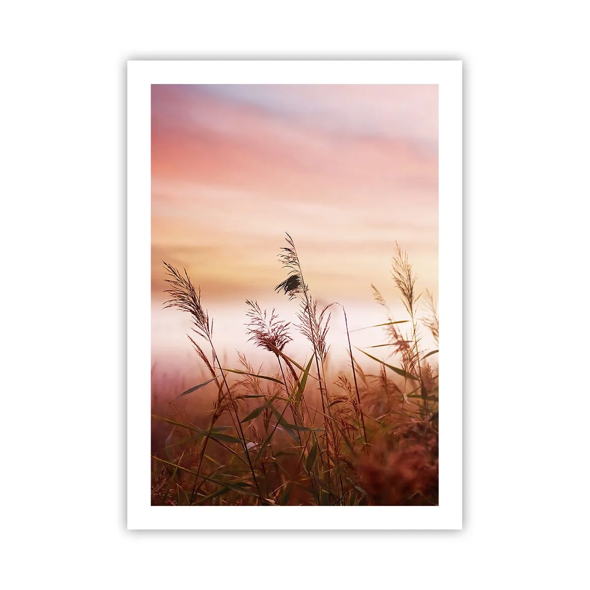 Plakat - Trawy na tle kolorowego nieba o zachodzie słońca - 50x70cm - Latawce, dmuchawce, wiatr - Nowoczesna dekoracja ścienna do salonu, kuchni i sypialni ARTTOR