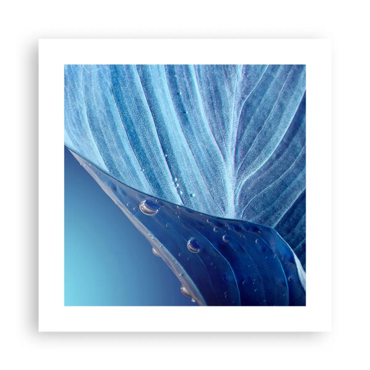 Plakat - Ukryte krople błękitu - 40x40 cm