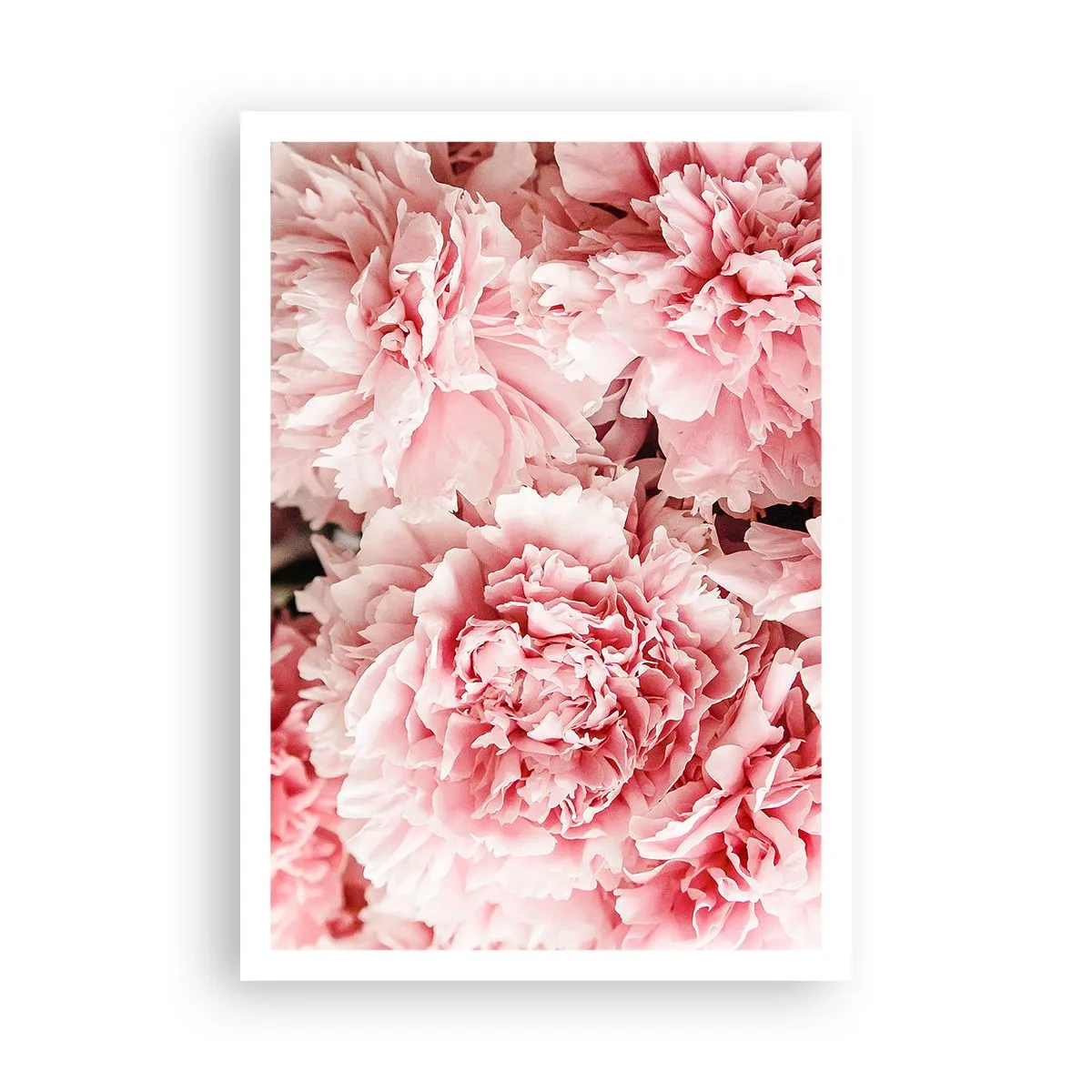 Plakat - Różowe marzenie - 70x100 cm