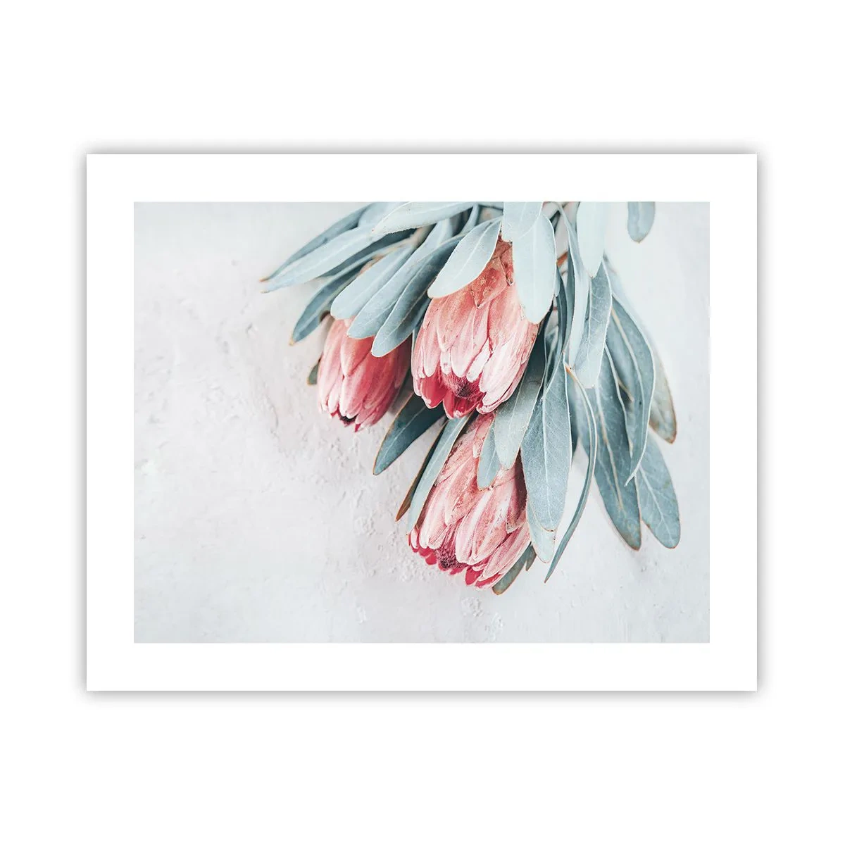 Plakat - Zawstydzone własną urodą - 50x40 cm