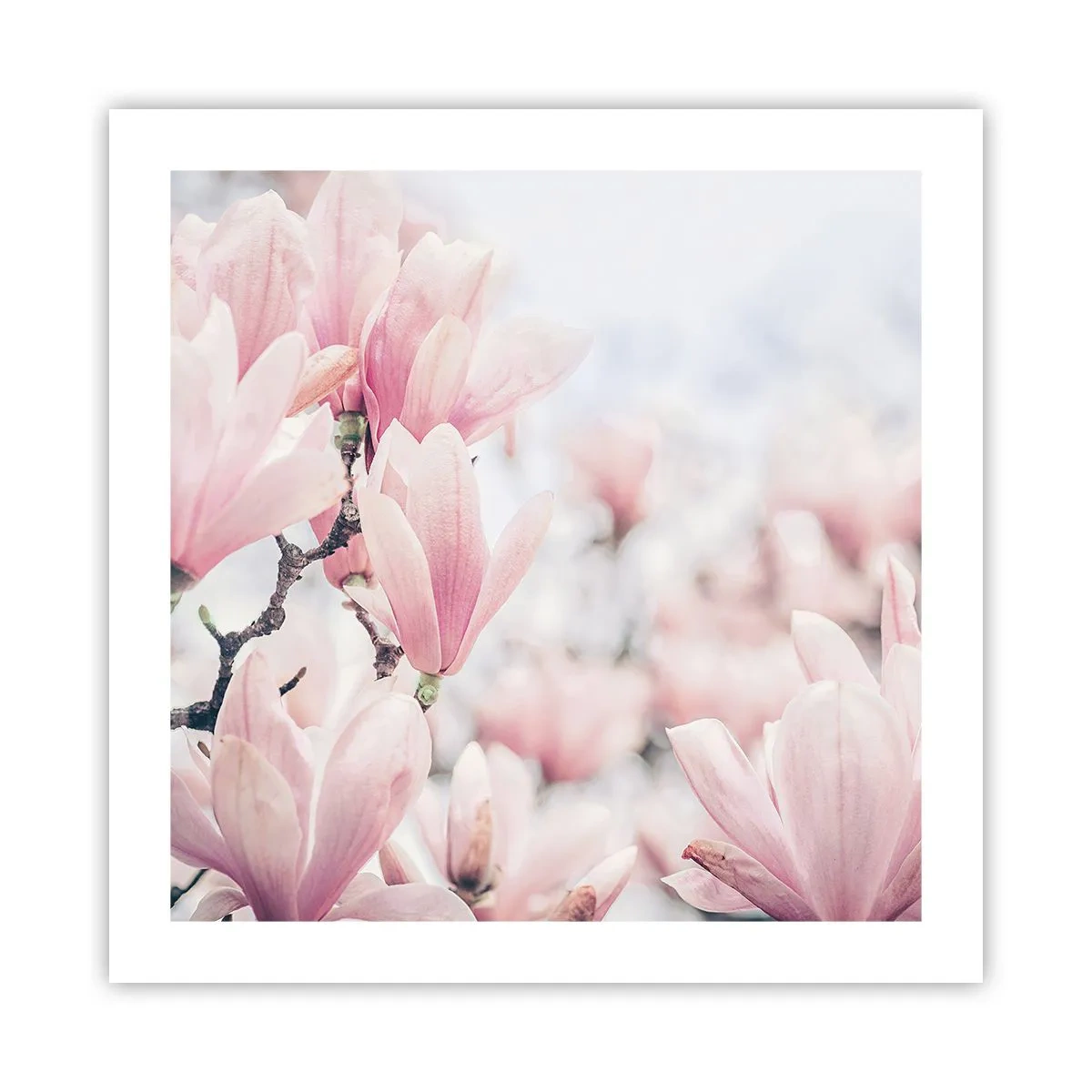 Plakat - Ideał subtelności - 50x50 cm