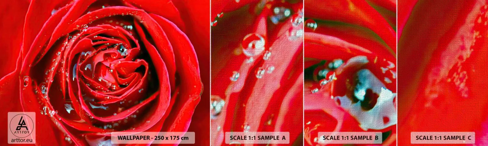 Fototapeta Próbka Premium Canvas - W kroplach rosy - Kwiaty, Czerwona Róża, Miłość - 100x30 cm