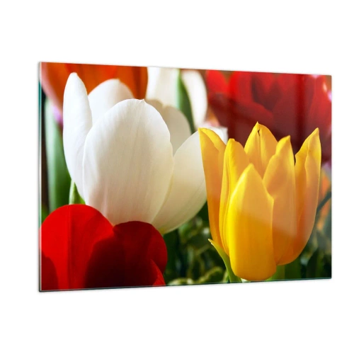 Obraz na szkle - Kolorowe tulipany w zbliżeniu - 120x80cm - Tulipanowa gorączka - Nowoczesna dekoracja ścienna do salonu, kuchni i sypialni ARTTOR