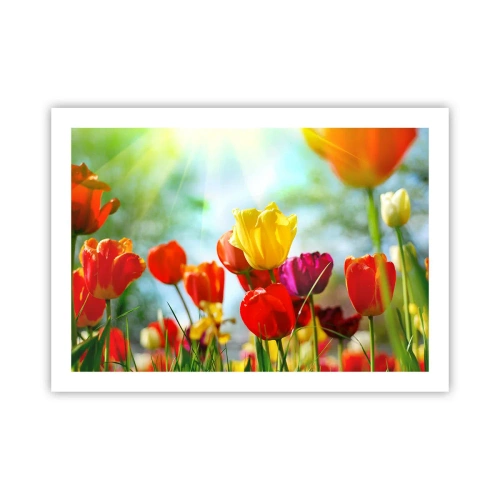 Plakat - Wszystkie barwy słońca - 70x50 cm