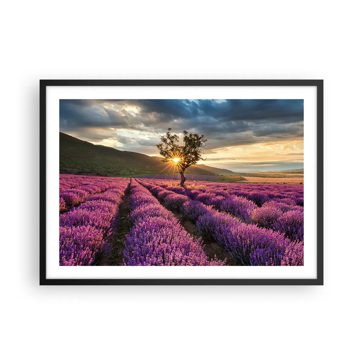 Plakat w czarnej ramie - Pole lawendy z samotnym drzewem o zachodzie słońca - 70x50cm - Aromat w kolorze lila - Nowoczesna dekoracja ścienna do salonu i sypialni ARTTOR