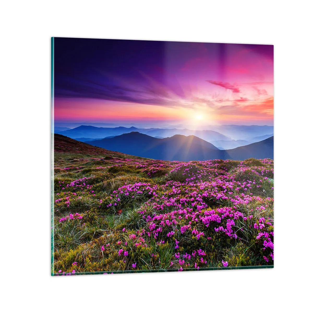 Obraz na szkle - Ziół zapachniały świeże pęki od niw - 60x60 cm