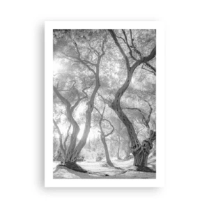 Plakat - Czarno-biała fotografia wijących się drzew w świetle słońca - 50x70cm - W oliwnym gaju - Nowoczesna dekoracja ścienna do salonu, kuchni i sypialni ARTTOR