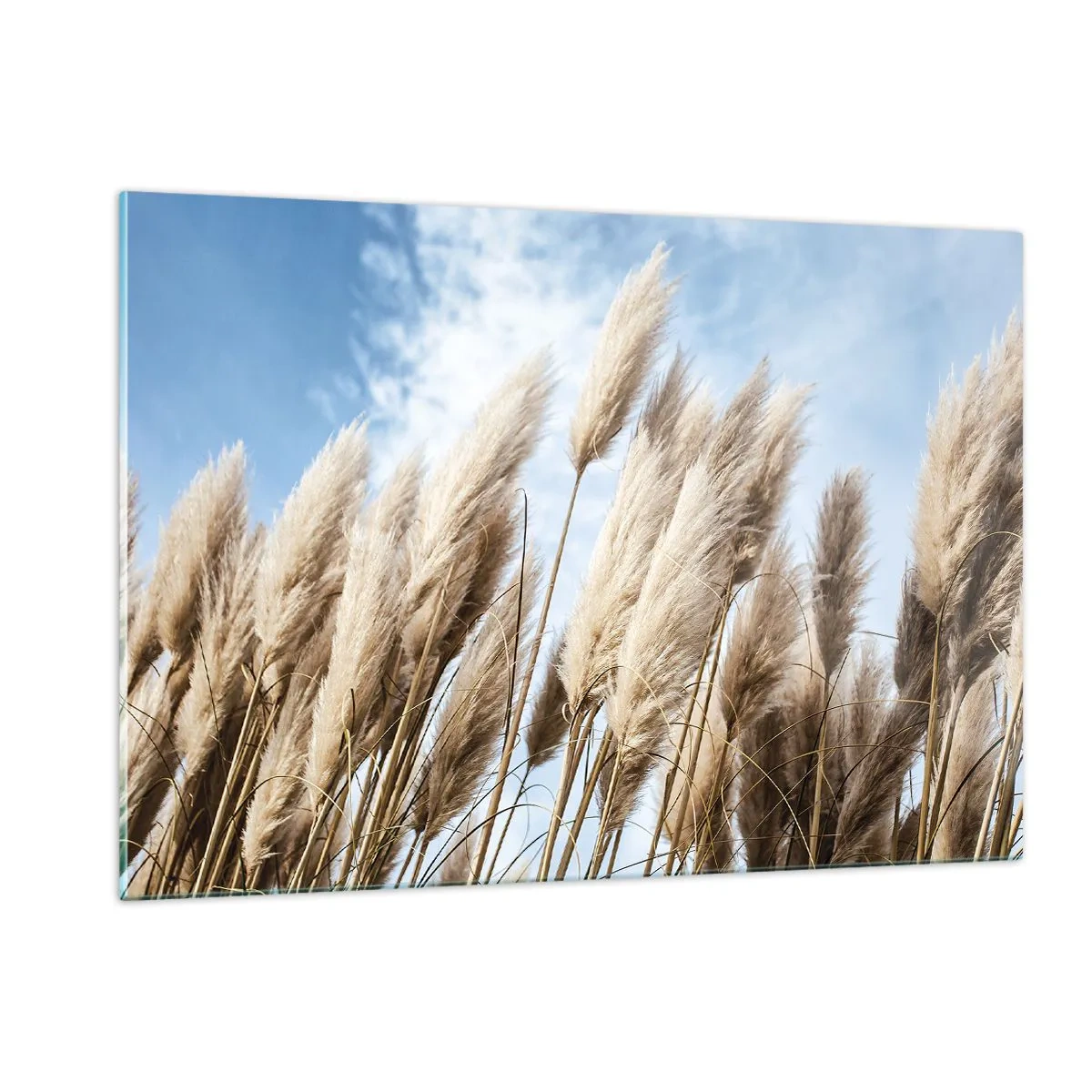 Obraz na szkle - Dekoracyjne trawy pampasowe na tle błękitnego nieba - 120x80cm - Słoneczna i wietrzna pieszczota - Nowoczesna dekoracja ścienna do salonu, kuchni i sypialni ARTTOR